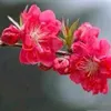 bui.duong803