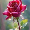 user3279106112871