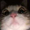 thajjywajjjy