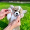 corgi_welsh_puppy