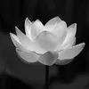 anh.vu.bnh.dinh