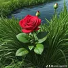 noor sam