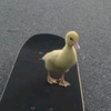 sya_duck3.4u