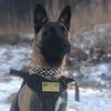 malinois.okki