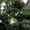 inisial_f_016