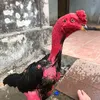 quanghuy_83861