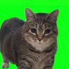 oiaoiacat10