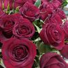 alihan_0723