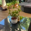 myhavenplant