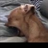 ashaa278