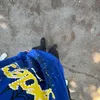 _pietro__belgeri