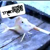thomazxrj99