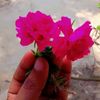 md.sumon4103