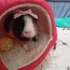 guineapig_lover184