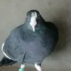 zaiop688