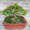 thun.bonsai5