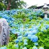 thuyngoc22077