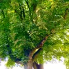 baum3805