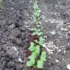 gartenprofi1602