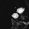 _windiiw