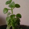 planta0255