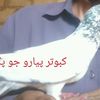 user4327007728177