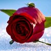 heart.queen119