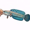 𝙁𝙖𝙡𝙯'Aquatic