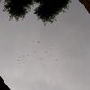 fayaz.ali6916
