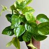 frm_nature