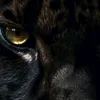 pantera.nera893