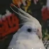 hariennewwacc