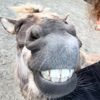 kevintheminimule