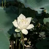 ynnhi_0611