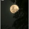 alan_ps66