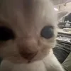 anixzyy_