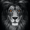 bhatti.king157