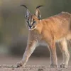 namii.ii.ii.ii.ii