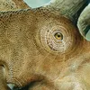 Dinoworld