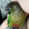 ermythegreencheekconure