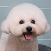 bichon_ver