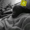 holly_v33