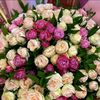prenses_30015