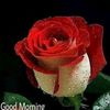 roses_are_redd_9