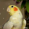 mysocutebird1234