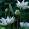 thichlehoi