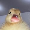 sccnd115