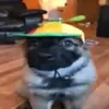 shoobergoober