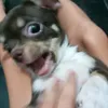 candeotak