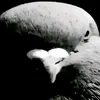 mr_squirrel_42
